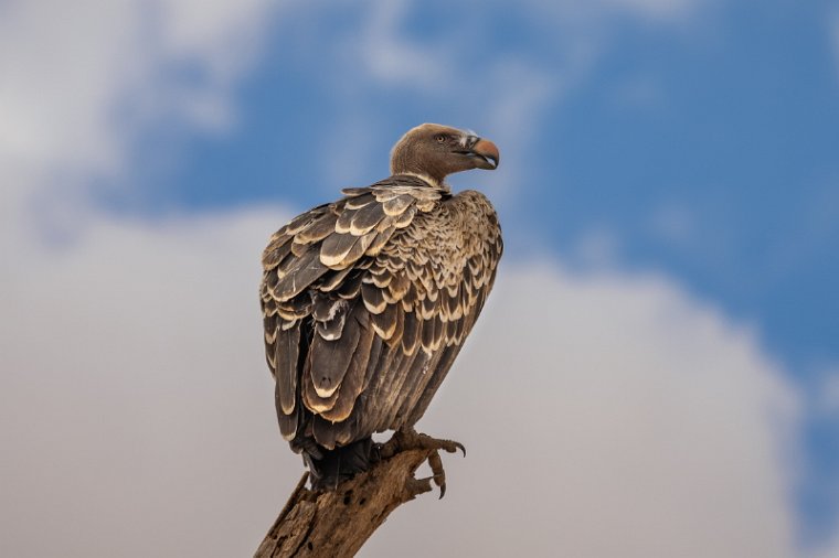 118 Amboseli Nationaal Park.jpg